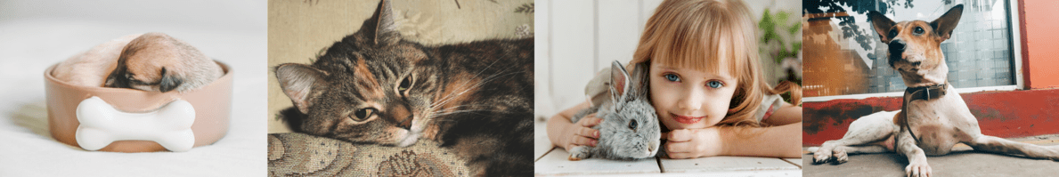 Free Pet Samples - Pet Food & Toys | WOW Freebies Australia Free Pet Samples - Pet Food & Toys | WOW Freebies Australia