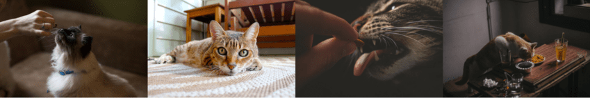 free cat food samples