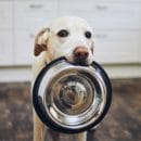 Free Samples of Vetalogica Dog Food