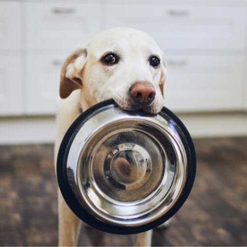 Free Premium Dog Food Sample Bag | WOW Freebies Australia Free Premium Dog Food Sample Bag | WOW Freebies Australia