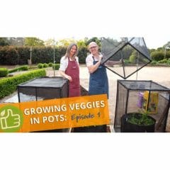 Free Vegetable Growing Classes Image